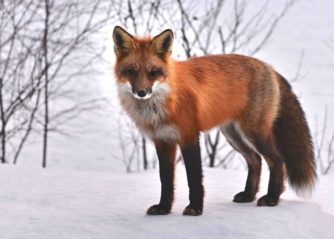 världens farligaste djur i sverige