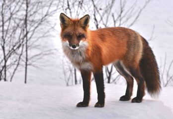 världens farligaste djur i sverige