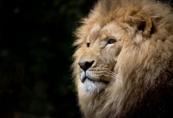 fakta om leopard