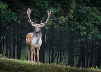 fakta om igelkotten